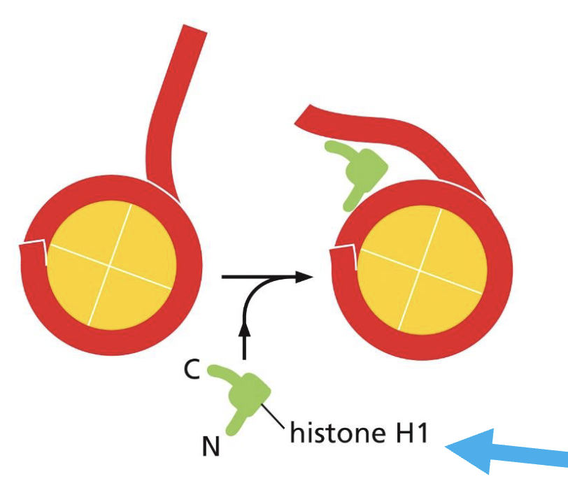 <ol><li><p>Within the histone octamer (8 proteins), there are:</p><ul><li><p>2 proteins of H2A</p></li><li><p>2 proteins of H2B</p></li><li><p>2 proteins of H3 </p></li><li><p>2 proteins of H4 </p></li></ul></li><li><p>There is one linker histone, H1, which acts as a paper clip holding the DNA onto the histone (see picture)</p></li><li><p>Histones are very small proteins </p></li><li><p>Histones are rich in Lysine and Arginine </p></li><li><p>Histones have a positive charge that neutralises the negative charge on DNA </p></li></ol><p></p>