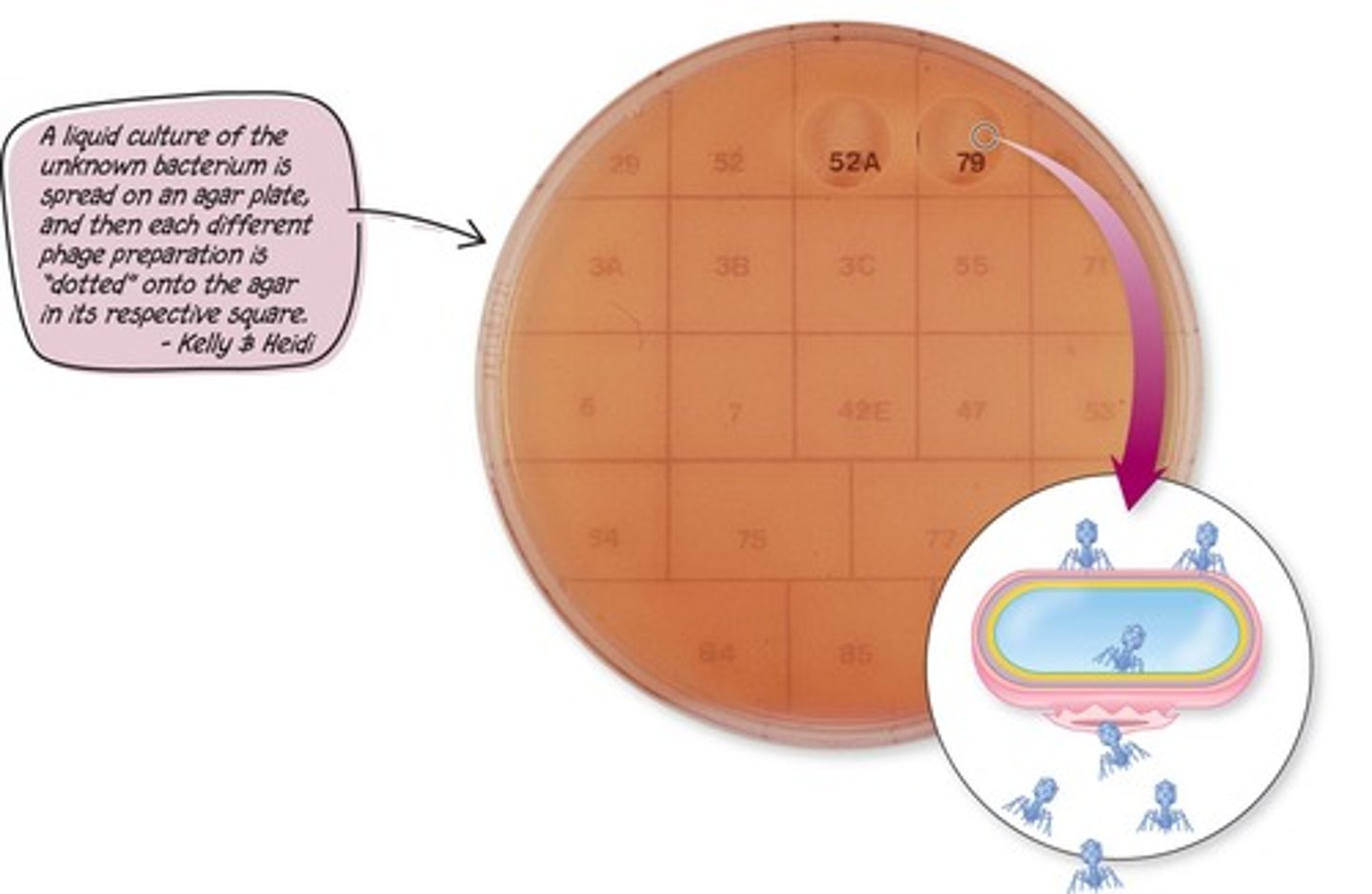 <p>To identify bacteria based on their susceptibility to specific bacteriophages.</p>