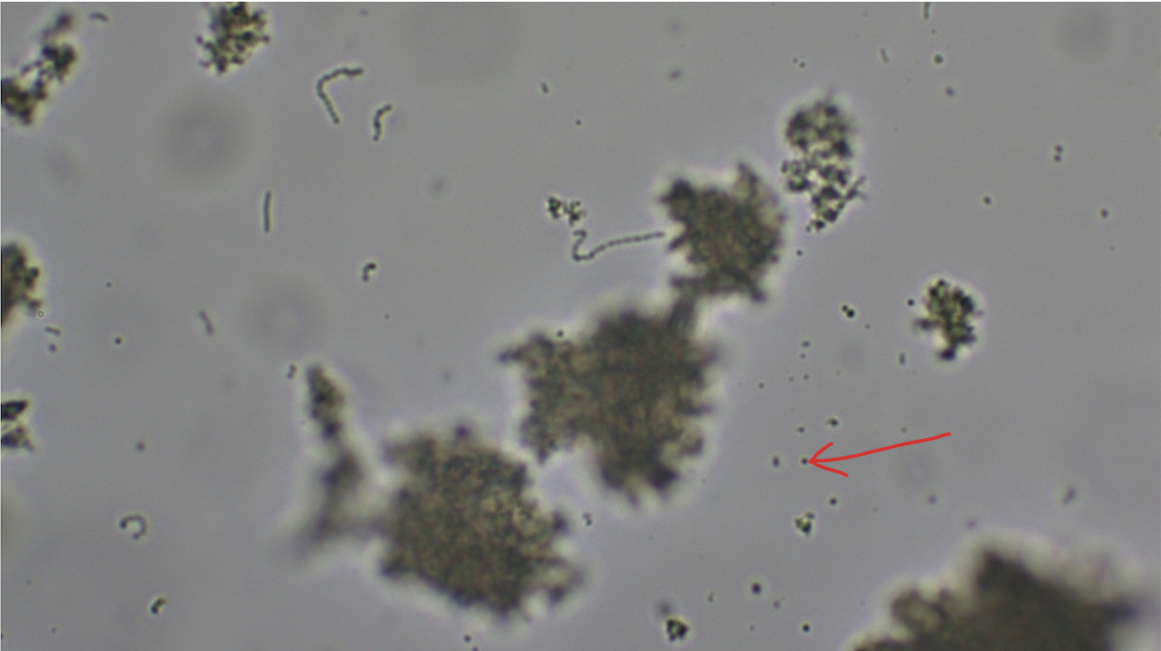 <p>round-shaped bacteria, nonmotile, chemoheterotroph, found in yogurt, helps partially digest proteins and milk solids, also includes some notorious pathogens</p>