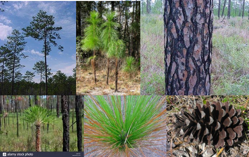 Family: Pinaceae (pine)

Common: longleaf

Range: SE Virginia to Central FL to East Texas

Plant size: 80-100 ft, up to 500 yrs

Persistence: evergreen

Habitat: occurring on sandy ridges and hills with wiregrass/scrub oaks, also in seasonally wet flatwoods or savannas where oaks are absent

Bark: greyish brown, for the first several years stem of the seedling elongates very little (grass stage)

Leaf: needles 3 per fascicle, 15-30 cm long length of needles follows length of cones, really thick bud (fire adaptation)

Uses: Slower to grow, high quality timber
***NOTE: thickness of branches, BIG CONES, 3 per fascicle key to I.D.