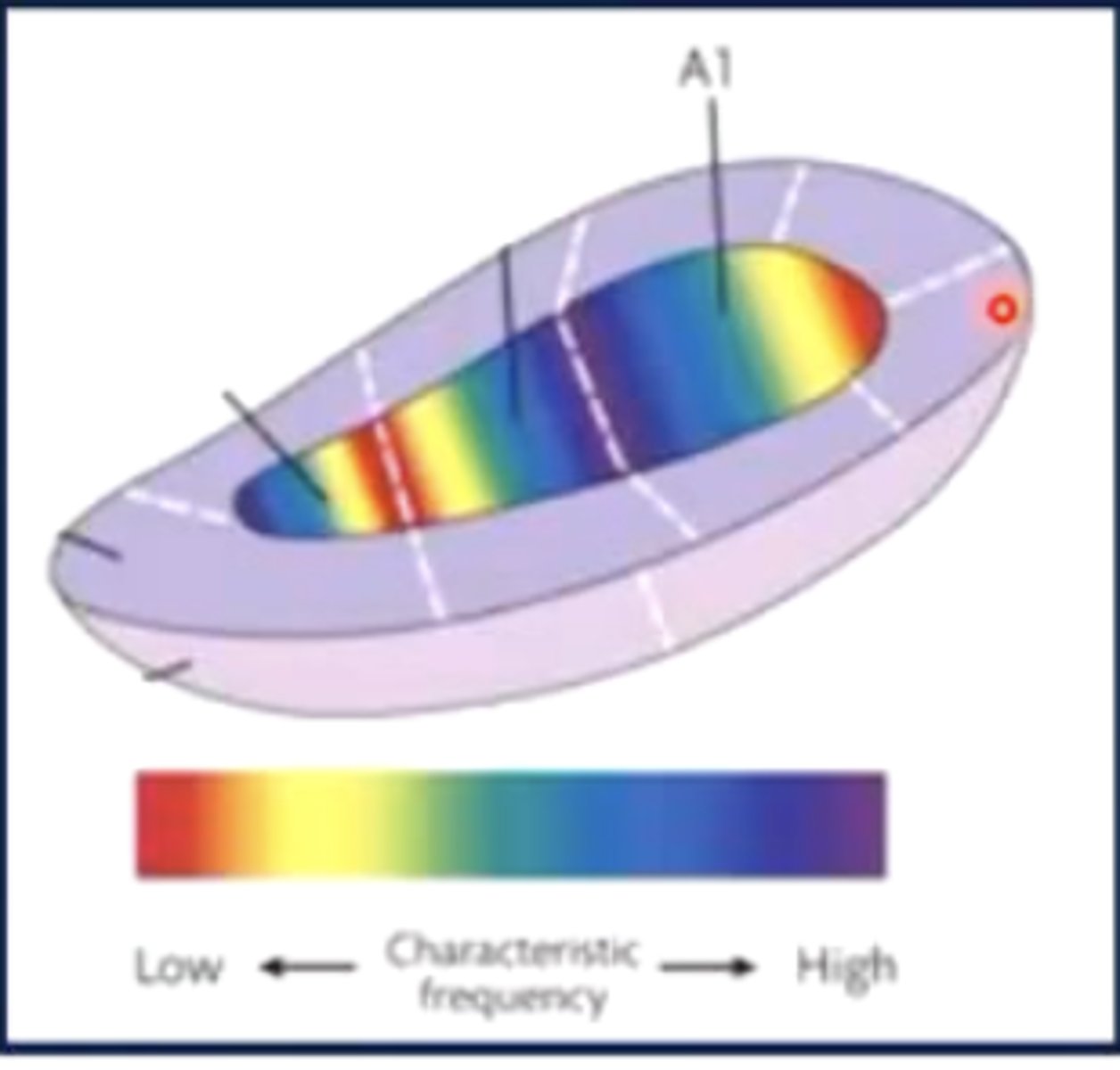 <p>true</p><p>basilar membrane = high tones at base, low tones at apex</p><p>primary auditory cortex = sound frequency map</p>