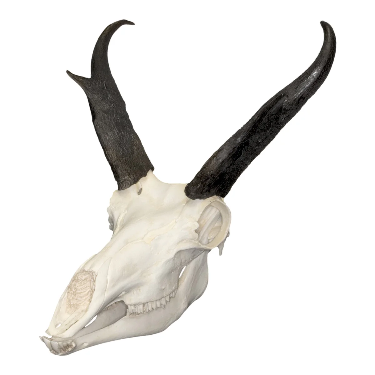 <p><span>dark sheaths on horns, protruding eye holes very close to horns</span></p>
