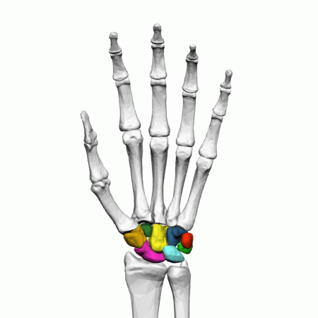 irregularly shaped bones that form the wrist 