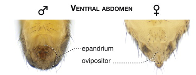 <p>Presence of epandium (males)</p><p>Presence of ovipositor (females)</p>