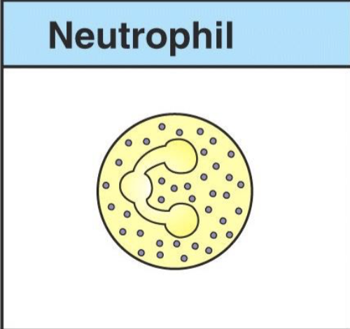 <p>neutrophil</p>