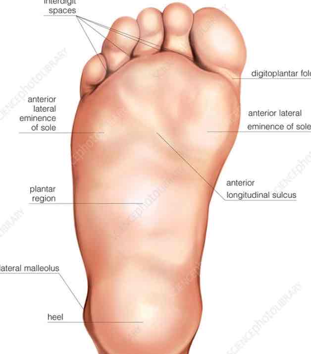 <p><strong><em>&nbsp;Use “<u>Bottom</u> of foot”</em></strong></p><p><span>The bottom of the foot.</span></p>