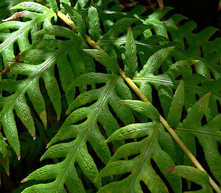 <p>giant chain fern</p>
