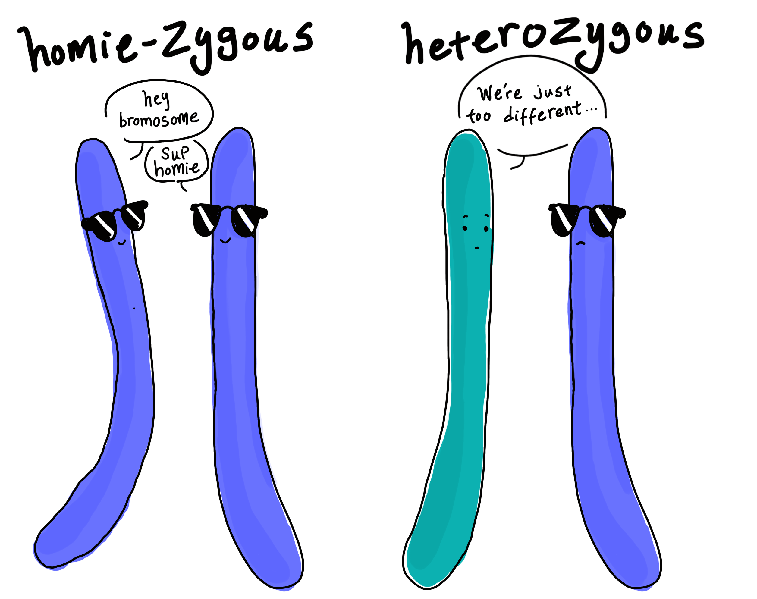 <p>Homozygous vs Heterozygous</p>