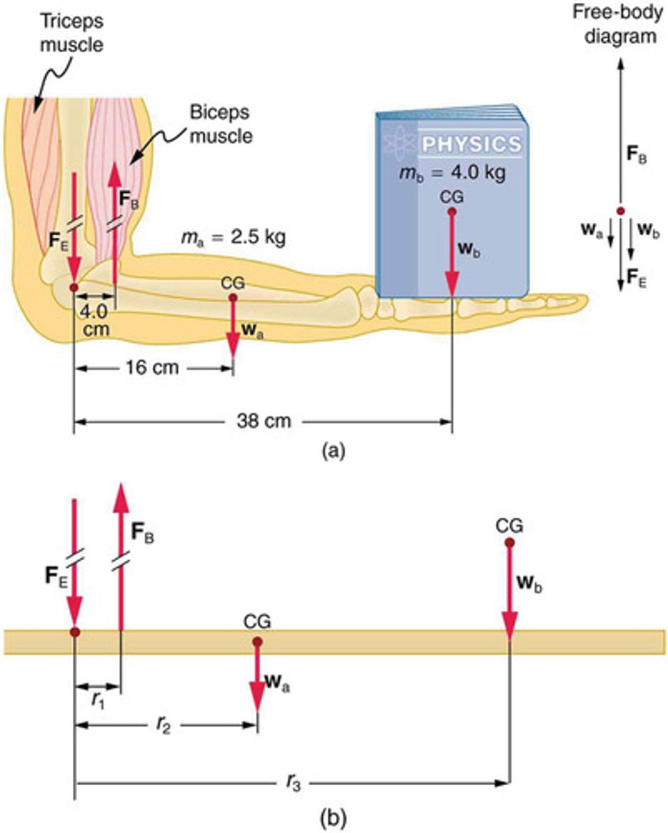 <p>The tension generated by muscles during contraction, often much greater than the force applied externally.</p>