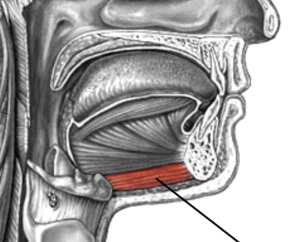 <p>Which anterior muscle of the neck is:</p><ul><li><p>Attach to mandible &amp; hyoid</p></li><li><p>Action: elevate hyoid for swallowing</p></li><li><p>Nerve: <span style="color: yellow;">C1</span> nerve root</p></li></ul><p></p>