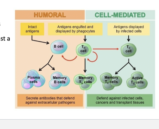 <p>Cell-mediated immunity: </p>