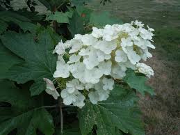 <p><span>Deciduous shrub with lobed, oak-like green leaves that turn red or purple in fall and large, white to pinkish flower panicles. Used ornamentally.</span></p>