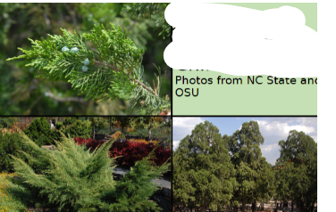 <p>-dark blue green, flat, scale like needles -light blue seed cones in female -exfoliating light brown bark</p>