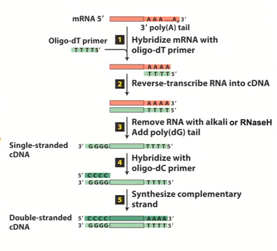 <ul><li><p>complementary DNA is synthesized from mRNA <strong>by priming the poly A tail with a single-stranded Poly-T oligonucleotide</strong>. </p></li><li><p><strong>Reverse Transcriptase</strong> uses this primer to initiate single strand DNA synthesis that is complimentary to mRNA template</p></li><li><p>RNA is then removed and a <strong>poly dG adapter is annealed to the 3’ end</strong></p></li><li><p><strong>A poly dC primer is used to initiate synthesis of the second DNA strand</strong></p></li><li><p><strong>E. coli DNA polymerase I progresses through any remaining hybrid regions and extends to the second strand</strong></p></li><li><p><strong>The result is a double-stranded cDNA molecule that represents the original mRNA.</strong> This cDNA can be cloned into vectors for further analysis or expression.</p></li></ul><p></p>