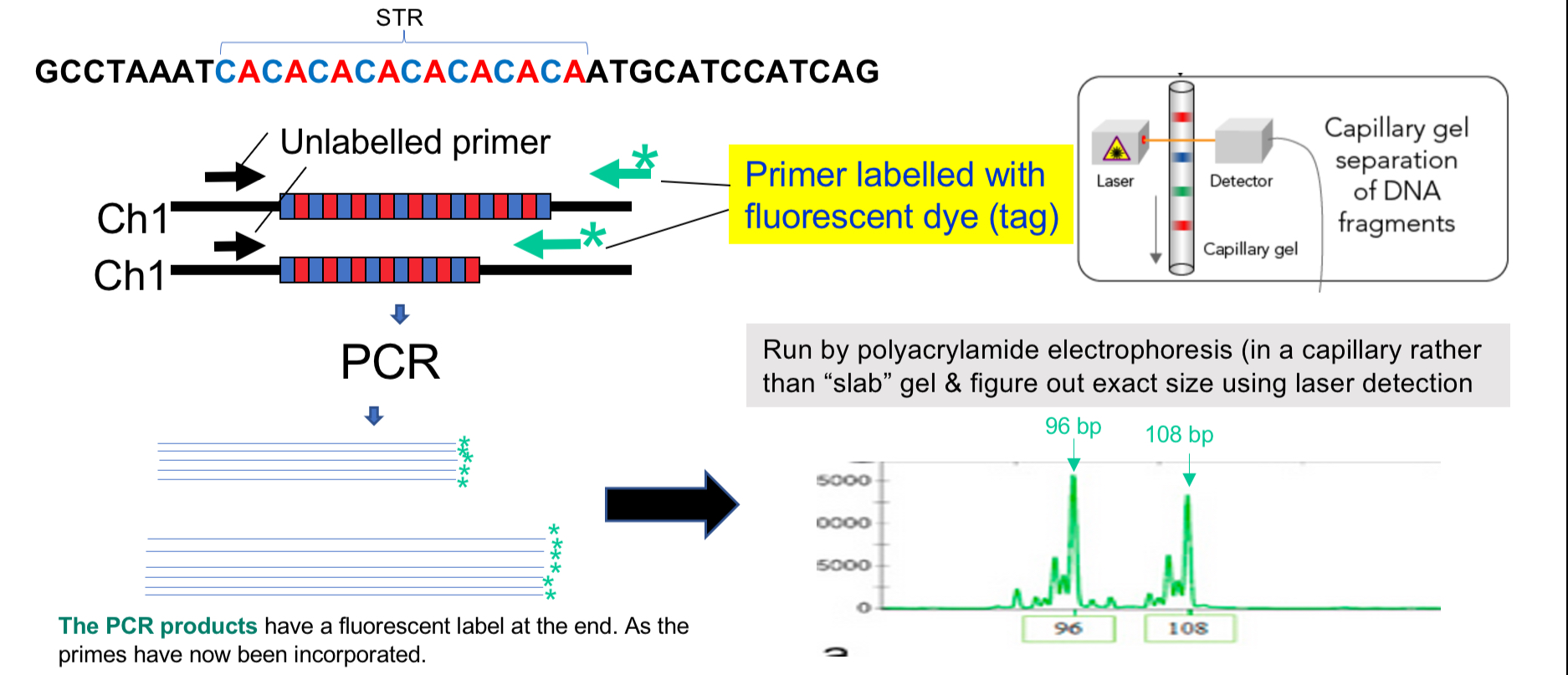 <p>STR = simple tandem repeats</p><p>Amplify STRs from small bits of DNA in crime scenes</p><ul><li><p>2-6 base pairs of DNA</p></li><li><p>Higher mutation rate than most sequences</p></li><li><p>Uses PCR to amplify, but one primer is fluorescently labelled </p></li><li><p>Electrophoresis then takes place in a thin capillary with polyacrylamide</p></li><li><p>Lasers detect exact size</p></li></ul><p></p>