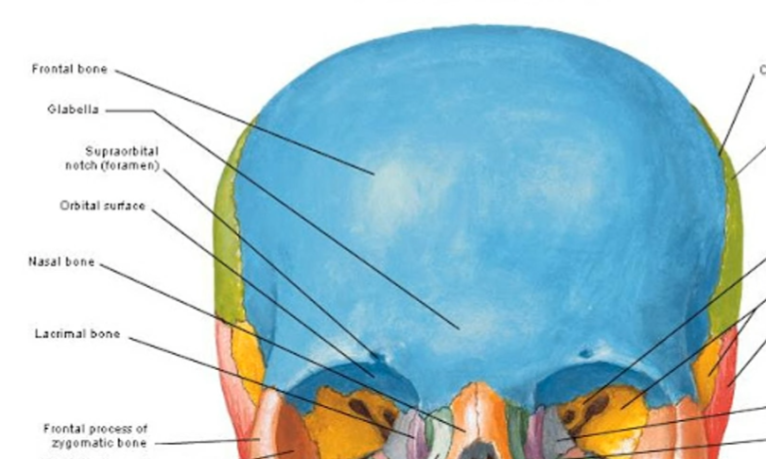 <p>frontal bone, glabella, suparaorbital notch</p>