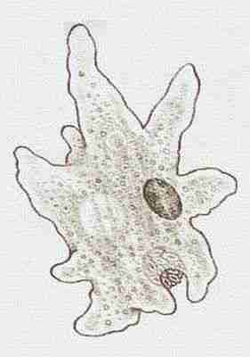 <p>Měňavka (Amoeba)</p>
