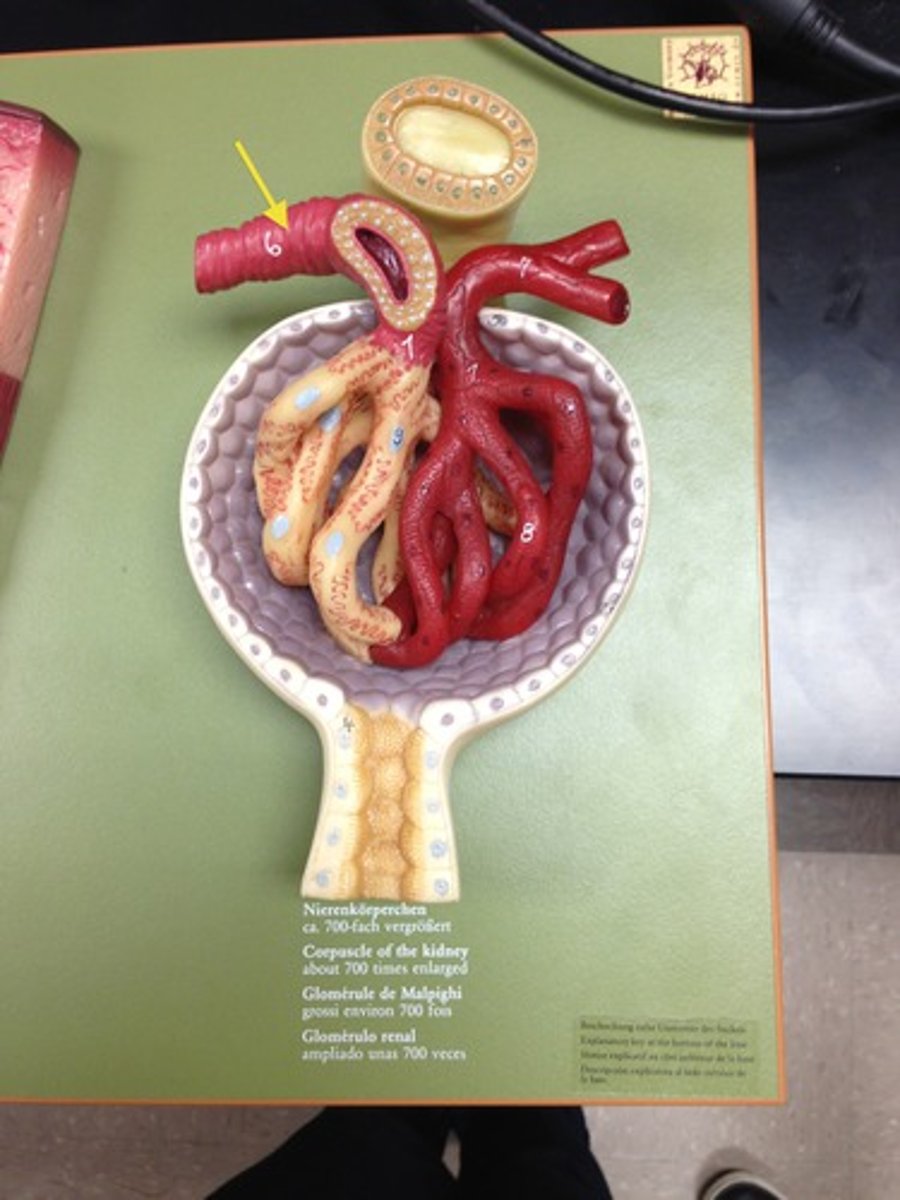 <p>carries blood to the glomerulus</p>