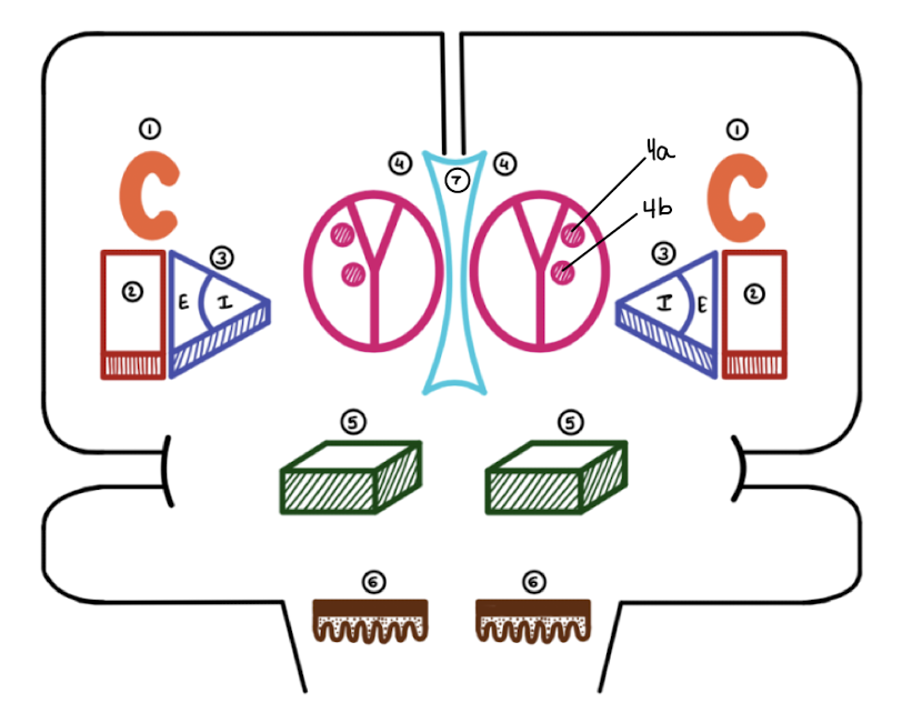 <p>Which basal ganglia structure is labeled 5?</p>