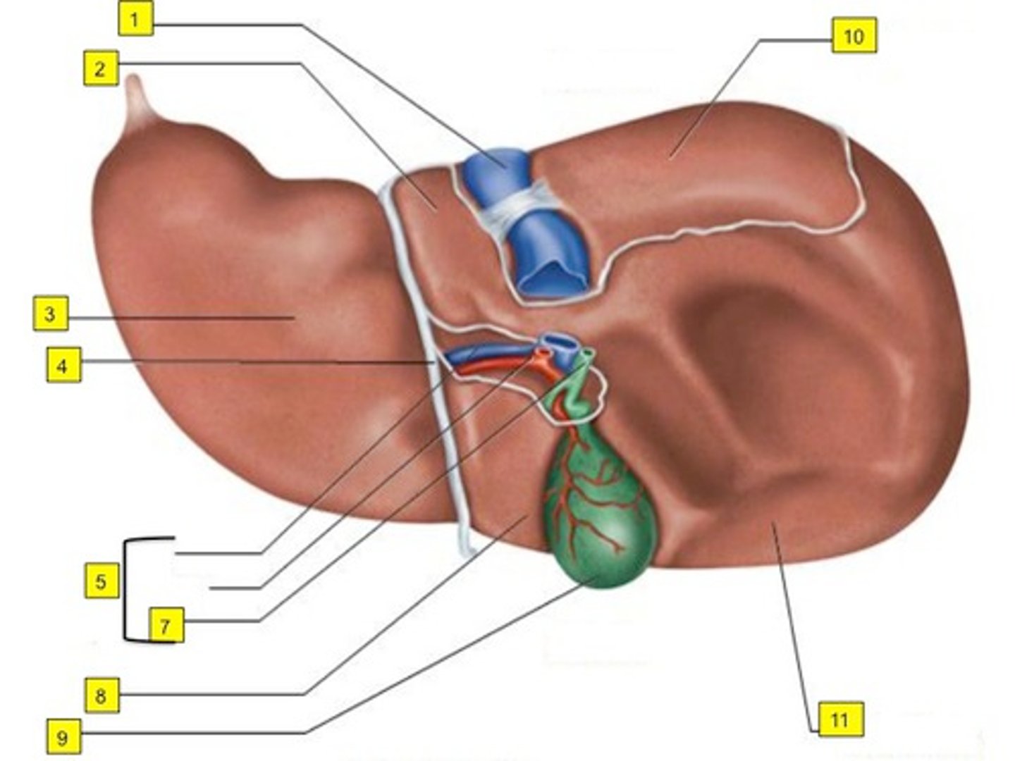 <p>Hilum of liver: proper hepatic artery, portal vein, common hepatic duct</p>