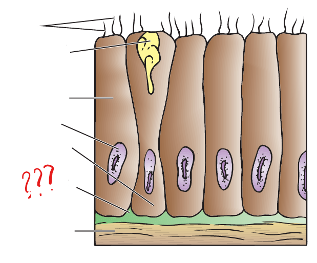 <p>a thin extracellular layer of collagenous fibers; separates the epidermis from underlying muscles or other tissues</p>