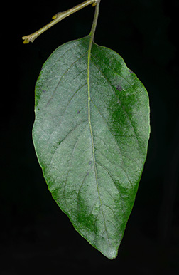 <p>Common Name</p>