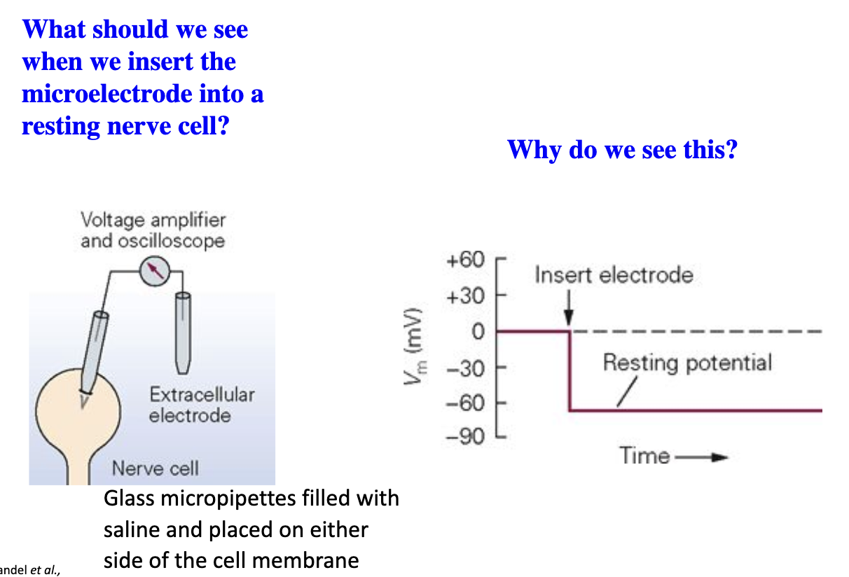 <ul><li><p>Vm shifts to about <strong>–60 mV</strong> because the inside of the cell is negatively charged relative to the outside (resting membrane potential).</p></li></ul><ul><li><p>Charge difference between the reference electrode and recording electrode.</p></li><li><p><span><strong>Isopotential</strong>: </span><mark data-color="rgba(0, 0, 0, 0)" style="background-color: rgba(0, 0, 0, 0); color: inherit;">The voltage is the same across the cell.</mark></p></li></ul><p></p>