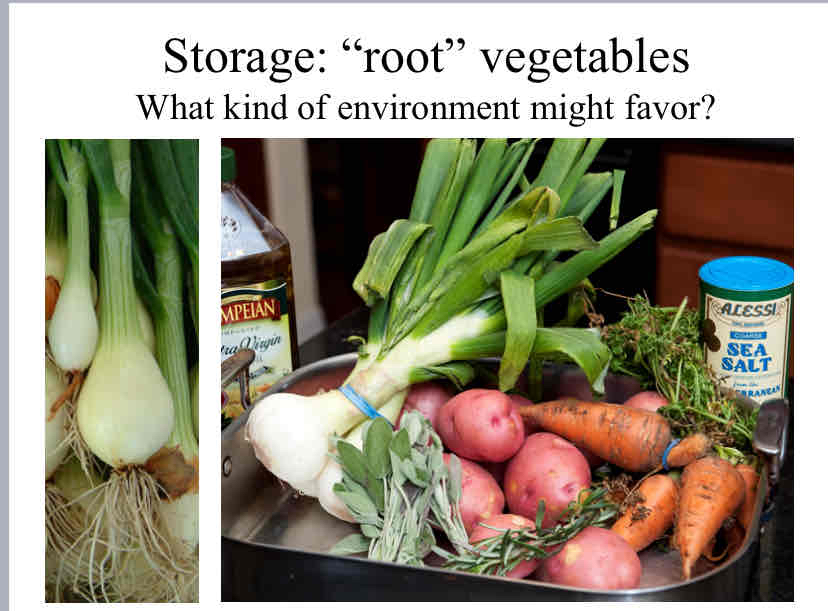 <p>What kind of environment would root vegetables favor ?</p>