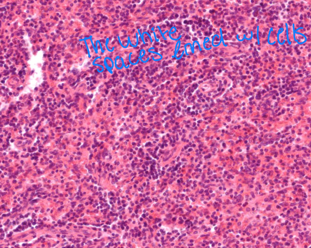 <p>the white spaces lined with cells</p>