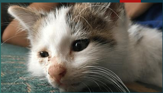 <p>Control of <strong>cat flu </strong></p>