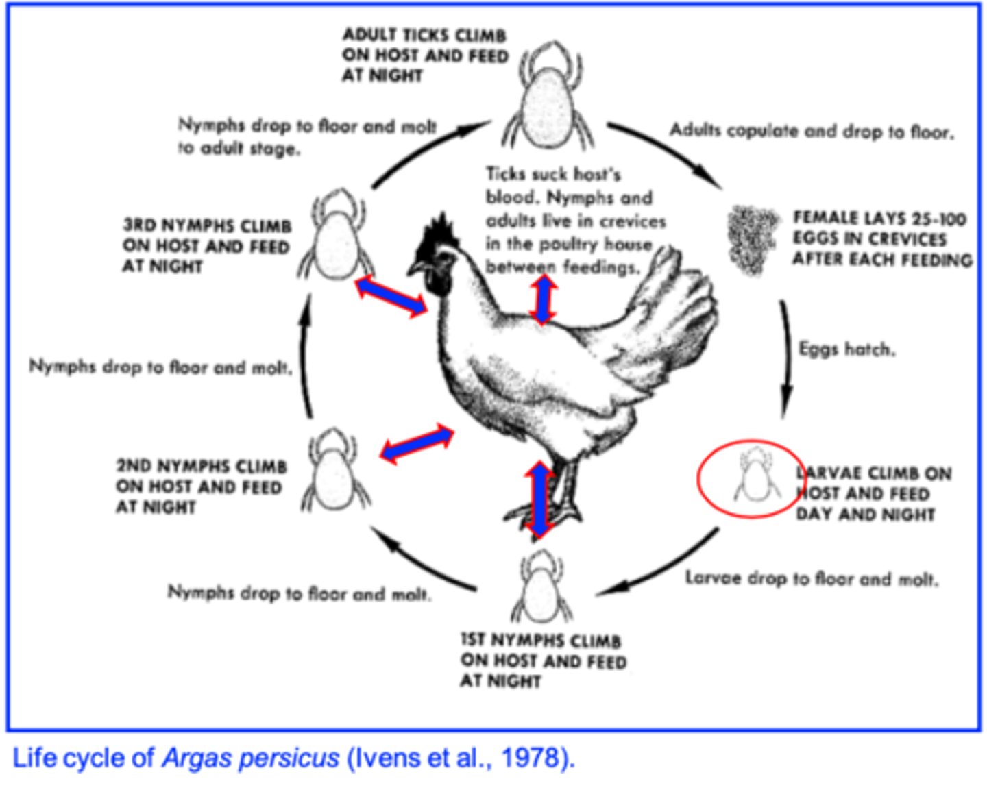<p>Females lay eggs in cracks and crevices of the shelter;</p><p>Eggs =&gt; larvae: permanent parasites for 5- 10 days =&gt; nymphs (2-4 nymphal stages) =&gt; adults</p><p>• Can survive without feeding for long time, adults more than 4 years</p>