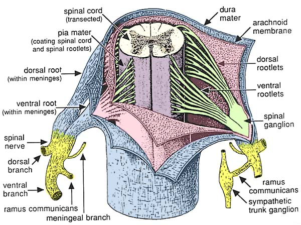 <p>dura, arachnoid, and pia mater (dap) </p>
