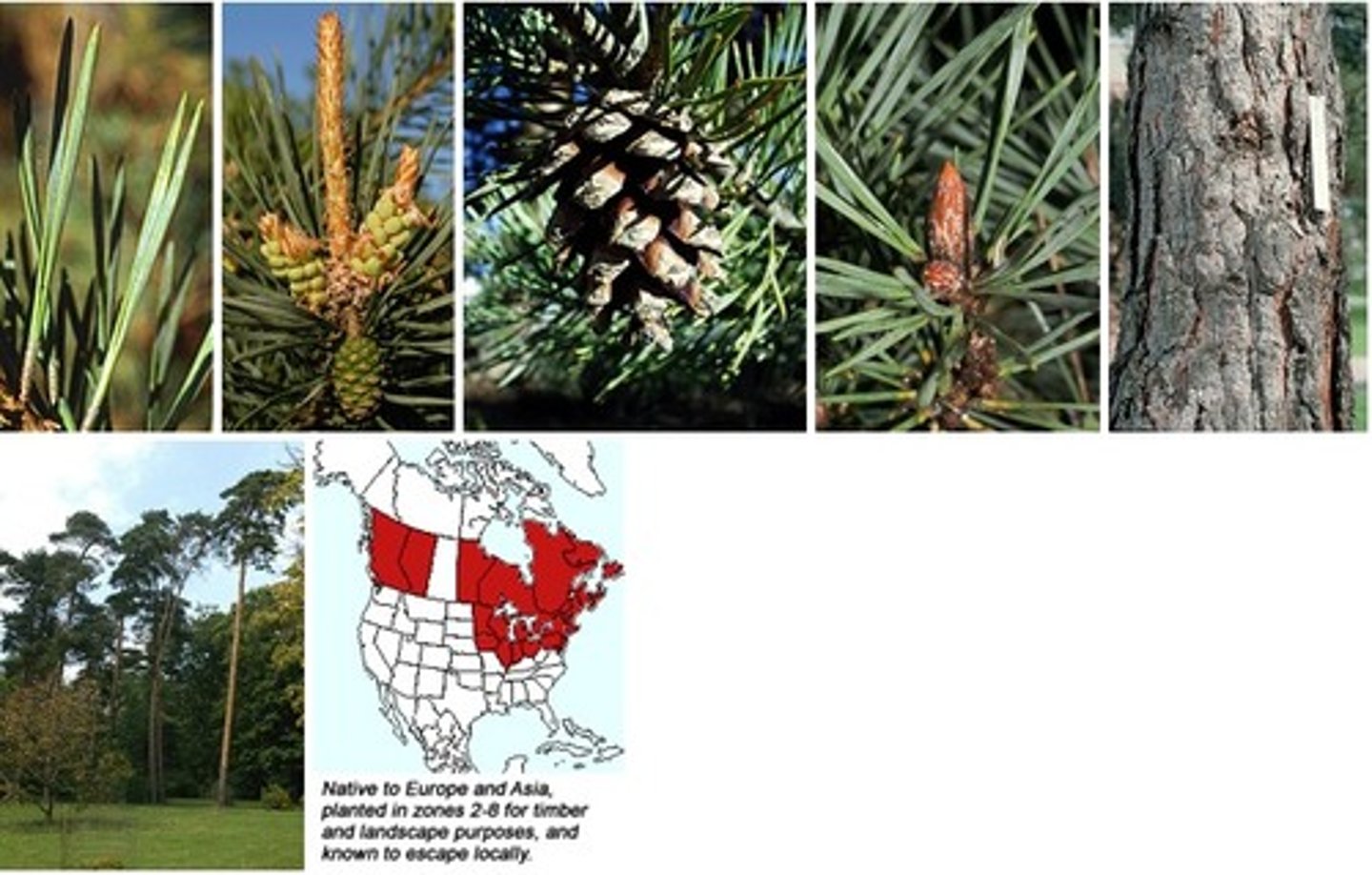 <p>Pinaceae Pinus sylvestris</p>