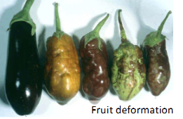 <p>Virus fruit deformation</p>