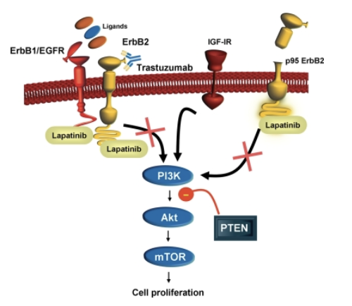 <ul><li><p>Healthy version produces HER-2 Protein</p></li><li><p>Surface receptor protein that regulates cell growth/repair in surface lining tissues</p></li><li><p>25% of breast cancers involve overexpression (too much protein) from this gene</p></li></ul>