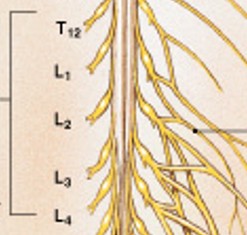 <p>Which plexus of the ventral rami:</p><ul><li><p>Includes ventral rami of spinal nerves T<sub>12</sub>-L<sub>4</sub></p></li><li><p>Major nerves</p><ul><li><p>Femoral nerve</p></li><li><p>Obturator</p></li><li><p>Genitofemoral nerve</p></li></ul></li></ul><p></p>