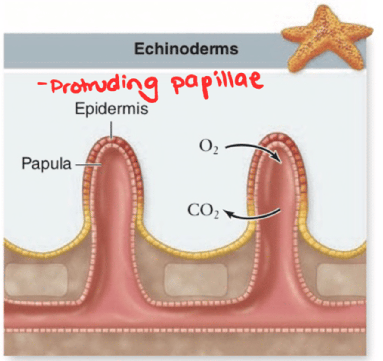 <p>- Tube feet</p><p>- Located orally</p><p>- Water vascular system</p><p>- Papillae</p><p>- Aboral body wall evaginations</p><p>- Formed by the epidermis and the lining of the perivisceral coelom</p>
