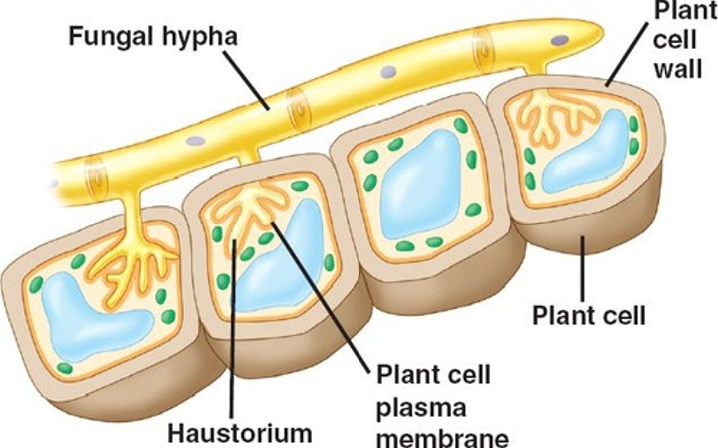 <p>parasitic stolons that drain nutrients from hosts (usually plants)</p>