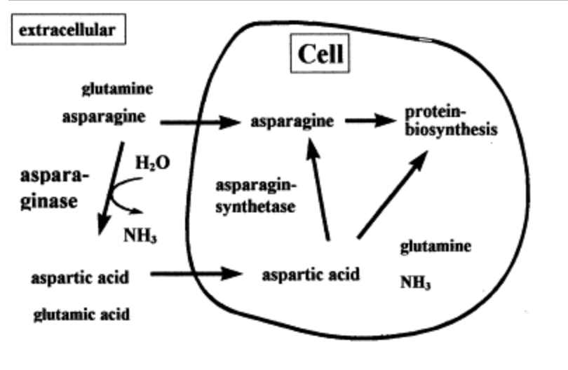 <p>through asparagine synthase, which converts aspartate and glutamine to asparagine and glutamate in an <strong>ATP-dependent amidotransferase reaction.</strong></p>