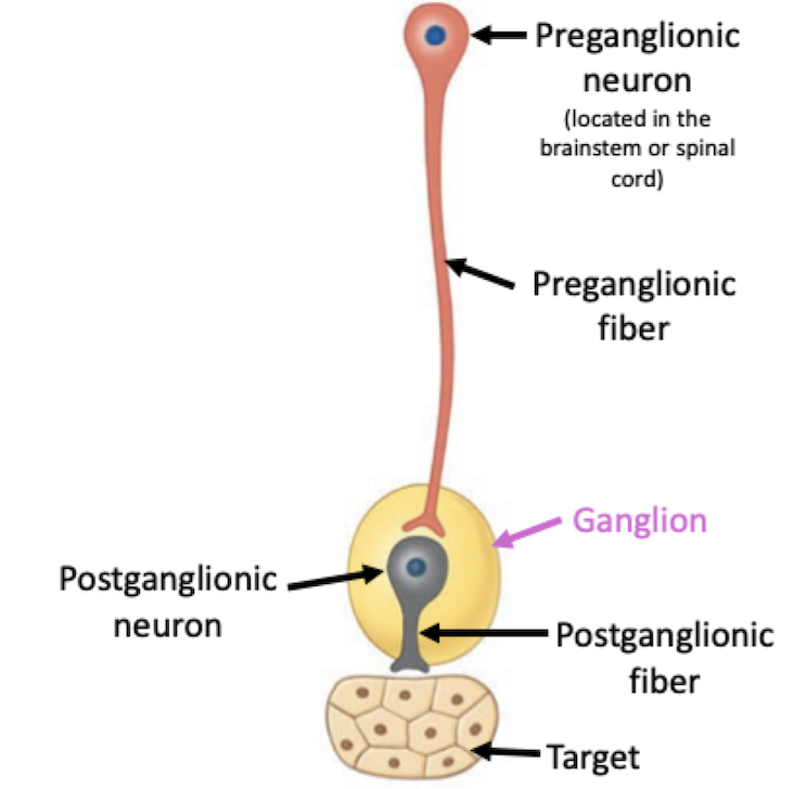 <p>Relay station for neuron conversations</p><ul><li><p>﻿﻿Clusters of neuron cell bodies</p></li><li><p>﻿﻿Located outside the CNS - in the PNS</p></li><li><p>Autonomic ganglia are part of the ANS</p><ul><li><p>Function as relay stations between preganglionic and postganglionic neurons of the ANS</p></li></ul></li></ul>