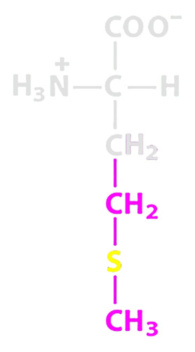 <p>List the symbol and abbreviation for Methionine (DOES ___ follow the pattern)</p>