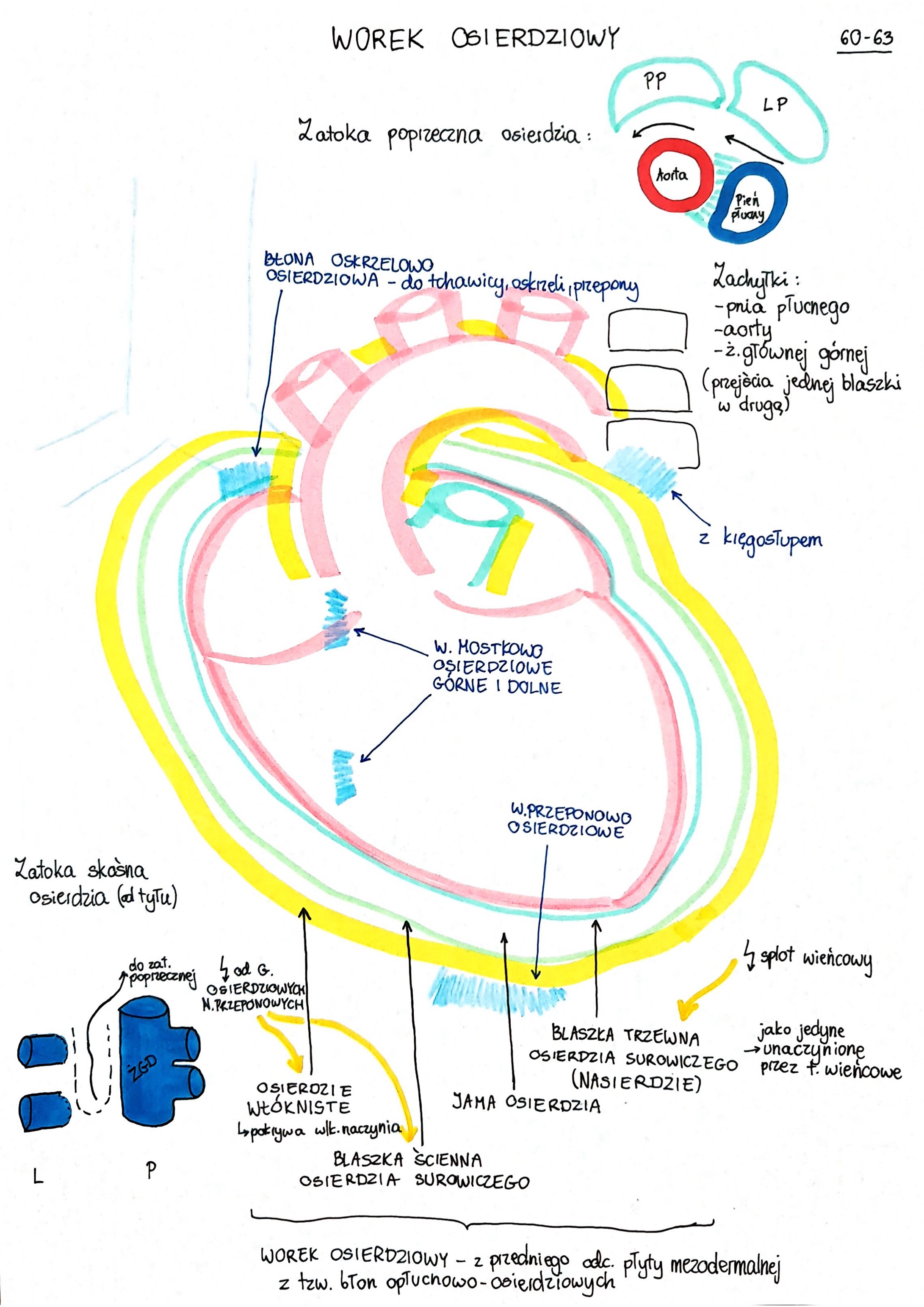 <p>w linii przejścia jednej blaszki osierdzia w drugą, między naczyniami </p>