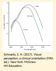 <p>3 diff photopigments w/ overlapping absorption spectra</p><ul><li><p>L cones</p></li><li><p>M cones</p></li><li><p>S cones</p></li></ul><p></p>