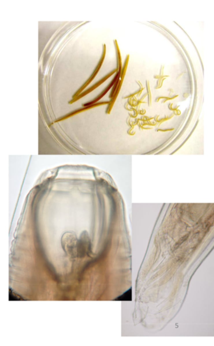 <p>top pic has both large and small</p>