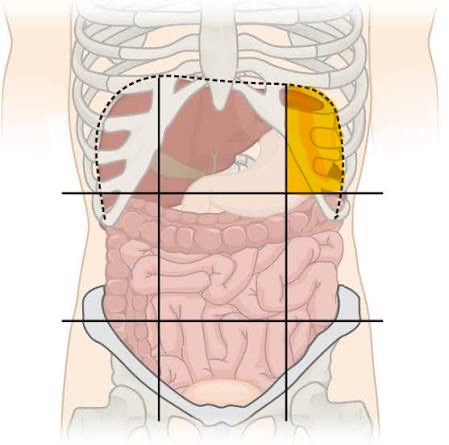 <p>Left Hypochondriac</p>