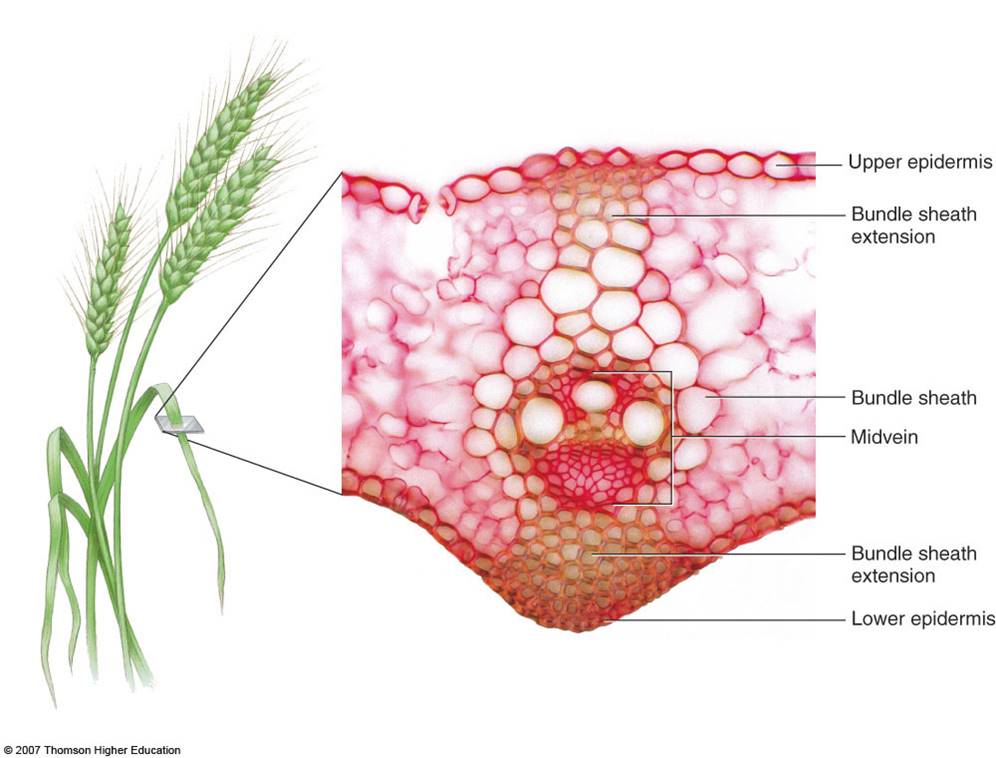 <ol><li><p>Upper epidermis</p></li><li><p>Bundle sheath extension</p></li><li><p>Bundle sheath</p></li><li><p>Midvein</p></li><li><p>Bundle sheath extension</p></li><li><p>Lower epidermis</p></li></ol>