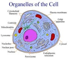 <p>Mitochondrion, Lysosome, Nucleus, chloroplast, cytoplasm</p>