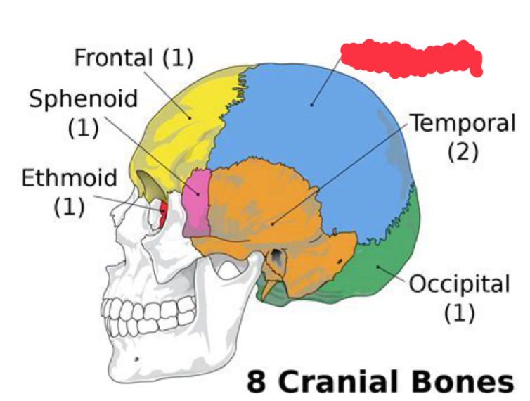 <p>What cranial bone is this?</p>