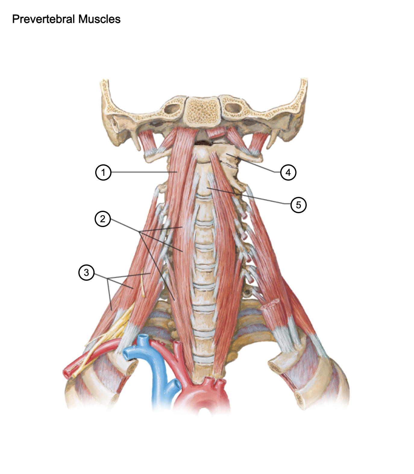 <p>1</p>