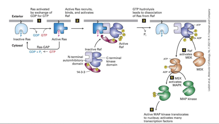 <p>The Ras MAPK cascade </p><ul><li><p>Activated Raf phosphorylates the next kinase, <strong>MEK </strong>(<u>M</u>AP Kinase of <u>E</u>RK <u>K</u>inase) </p></li><li><p>Activated MEK phosphorylates the terminal MAPK, <strong>ERK </strong>(Extracellularly regulated kinase) </p></li><li><p><strong>ERK </strong>dimerizes, phosphorylates cytoplasmic proteins and translocates into the nucleus </p></li><li><p>the pathway is silenced when Ras hydrolyzes GTP to GDP (often aided by a <u>GAP)</u> </p></li></ul><p></p>